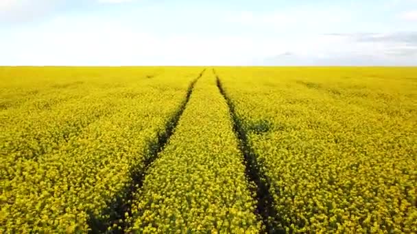 Champ de colza avec beau nuage - plante pour l'énergie verte 