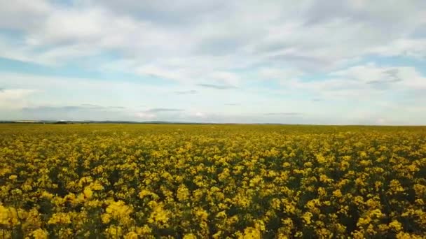 Campo de colza con hermosa nube - planta de energía verde — Vídeos de Stock