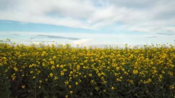 Veld van koolzaad met prachtige wolk - plant voor groene energie — Stockvideo