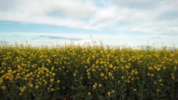 Campo de colza con hermosa nube - planta de energía verde — Vídeo de stock