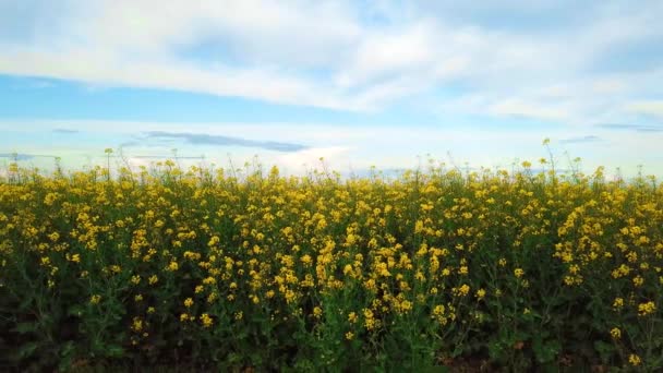 Campo de colza con hermosa nube - planta de energía verde — Vídeo de stock