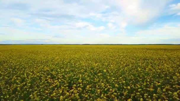 Campo de colza con hermosa nube - planta de energía verde — Vídeo de stock