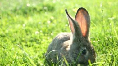 Yeşil çimenlerde yetişkin bir tavşan, çimlerin üzerinde gri bir tavşan