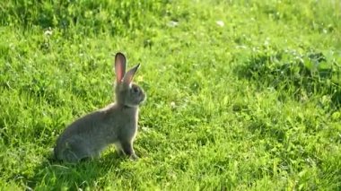 Küçük gri tavşan tarlada duruyor, yabani tavşan.