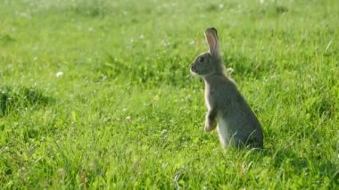Yazın yeşil çimlerin üzerinde duran ihtiyatlı tavşan, gri tavşan