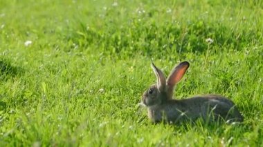 Yazın yeşil çimlerin üzerinde duran ihtiyatlı tavşan, gri tavşan