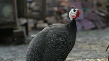 Açık hava kafesinde Gine tavuğu.