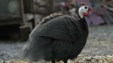 Açık hava kafesinde Gine tavuğu.