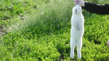 Sahibinin ellerinde şirin bir tavşan, beyaz tavşan.