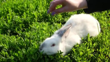 Kız beyaz bir tavşanı okşuyor.