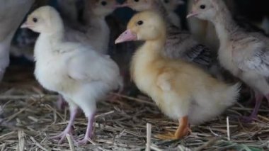 Bir grup küçük tavuk ve ördek bir kafeste.