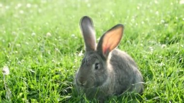 Yaz günü yeşil çimlerde küçük tavşan, yeşil çimlerde gri tavşan