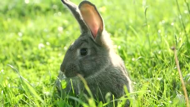 Yeşil Çimenlerde Yetişkin Bir Tavşan Çimlerin Üzerinde Gri Bir Tavşan — Stok video