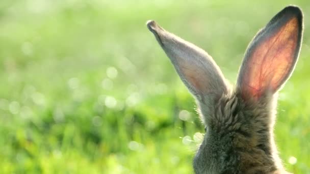 Conejo Gris Sentado Sobre Hierba Verde Orejas Grandes — Vídeos de Stock
