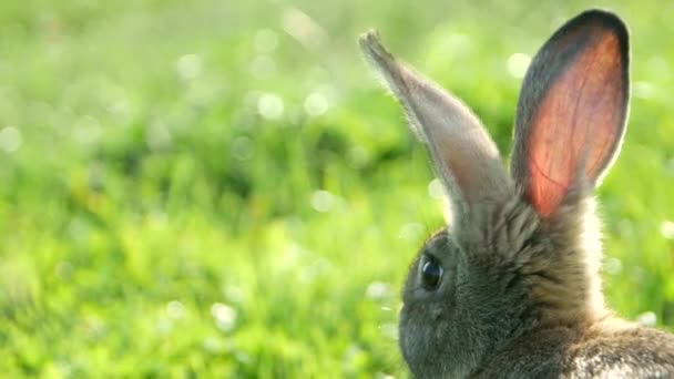 Conejo Gris Sentado Sobre Hierba Verde Orejas Grandes — Vídeo de stock