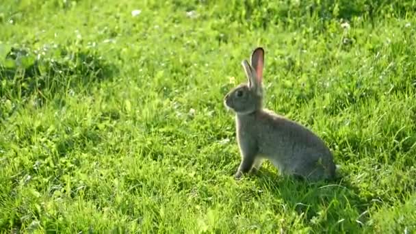 Liten Grå Kanin Stående Fältet Vild Hare — Stockvideo