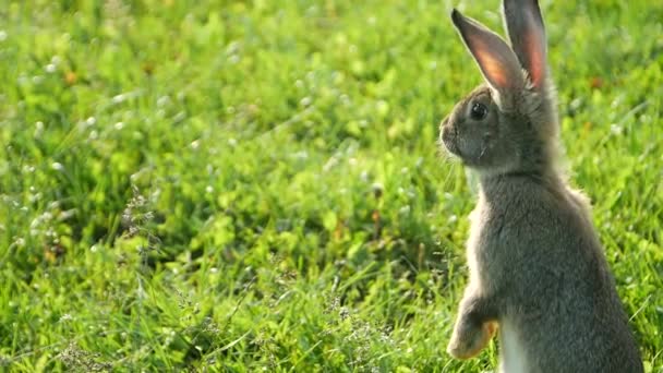 Vorsichtiges Kaninchen steht im Sommer im grünen Gras, graues Kaninchen