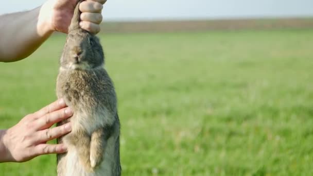 兔子在兔子主人手里 兔子在卖动物 兔子在接种疫苗 — 图库视频影像