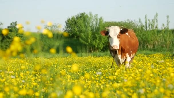 Vaca Roja Las Dandeliones Amarillas Pasto Alrededor — Vídeo de stock