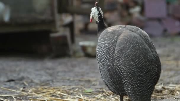 Volaille Guinée Dans Une Cage Plein Air — Video