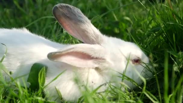 Bílý králík v trávě, králík žere trávu