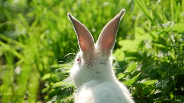 Vit Kanin Med Stora Öron Grönt Gräs — Stockvideo