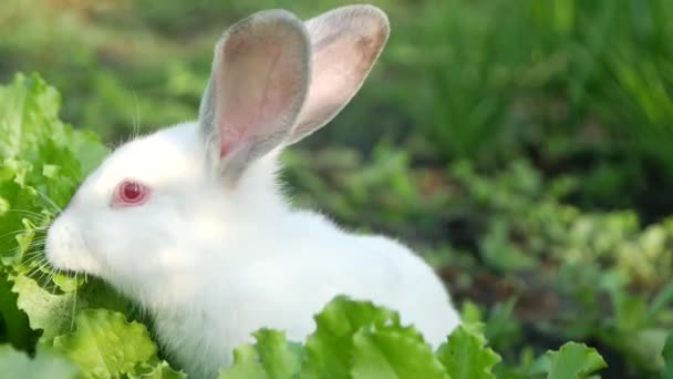 Белый Кролик Зеленой Траве Кролик Ест Траву — стоковое видео