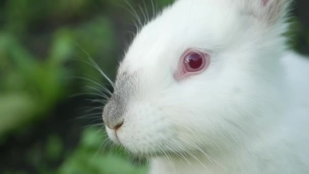 Белый Кролик Зеленой Траве Кролик Ест Траву — стоковое видео