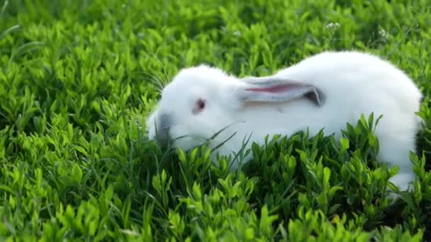 Ein Kaninchen Frisst Grünes Gras Auf Der Wiese Und Schaut — Stockvideo