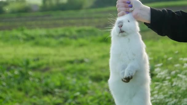 Conejo Cocido Manos Del Propietario Conejo Blanco — Vídeo de stock