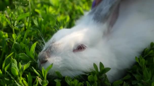 Das Mädchen Streichelt Ein Weißes Kaninchen — Stockvideo