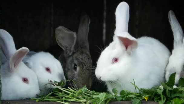 Homemade Rabbits Cage Family Rabbits Eat Grass Bunny Sniffs Household — Stock Video