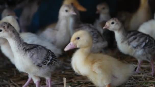 Group Little Yellow Ducklings — Stock Video