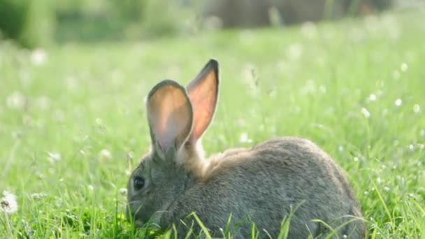 灰色的兔子在绿草上 美丽可爱的兔子在绿色的夏季草地上 野兔在草丛中漫步于大自然 — 图库视频影像