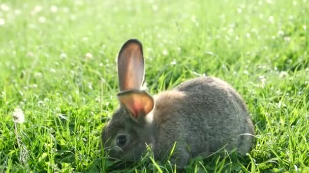 Little Rabbit Green Grass Summer Day Gray Rabbit Green Grass — Stock Video