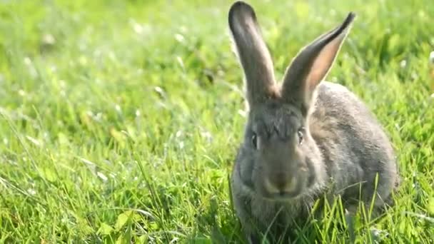 Šedý Králík Zelené Trávě Krásný Králík Velké Králičí Uši — Stock video