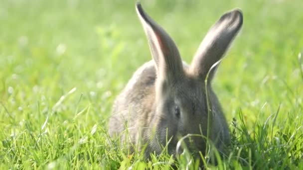 Grå Kanin Grönt Gräs Vacker Söt Kanin Grön Sommaräng Hare — Stockvideo