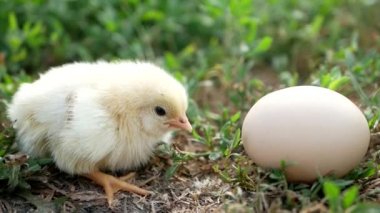 Tavuk evrimi daha hızlıdır. Tavuk veya yumurta.
