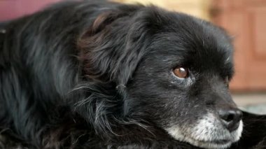 Yaşlı köpek uzanıyor.