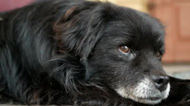 Yaşlı köpek uzanıyor.