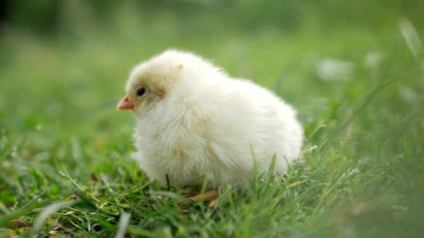 Kleine Kip Close Gele Kip Het Gras Kleine Kippen Fokken — Stockvideo