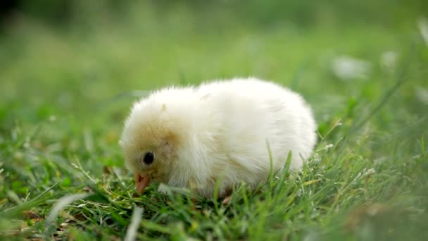 Μικρό Κοτόπουλο Κοντινό Κίτρινο Κοτόπουλο Στο Γρασίδι Εκτρέφω Μικρά Κοτόπουλα — Αρχείο Βίντεο