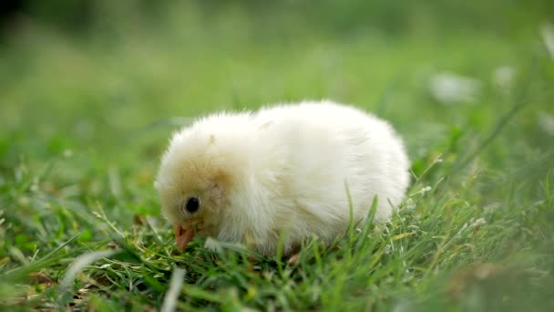 動物の赤ちゃんストック動画 ロイヤリティフリー動物の赤ちゃん動画 Depositphotos 動物の赤ちゃんストック動画 ロイヤリティフリー動物の赤ちゃん動画 Depositphotos