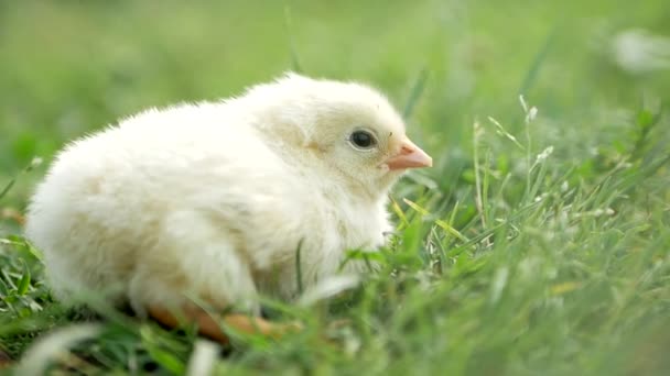 Μικρό Κοτόπουλο Κοντινό Κίτρινο Κοτόπουλο Στο Γρασίδι Εκτρέφω Μικρά Κοτόπουλα — Αρχείο Βίντεο