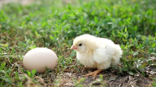 Frango Pequeno Ovo Grama Frango Pequeno Fundo Verde — Vídeo de Stock