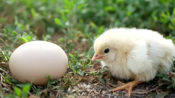 Chicken Evolution Faster Chicken Egg — Stock Video