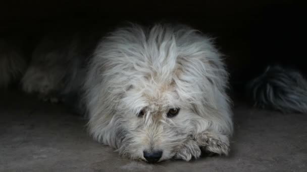 Komondor Hund Ungarischer Schäferhund Sommer Trauriger Hund — Stockvideo