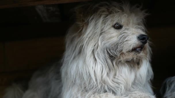 Komondor Hund, ungarischer Schäferhund im Sommer auf der Straße spazieren — Stockvideo