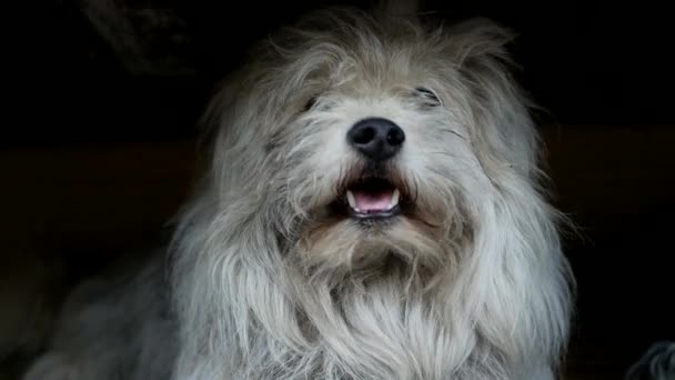 Komondor hond, Hongaarse herdershond in de zomer op straat voor een wandeling — Stockvideo