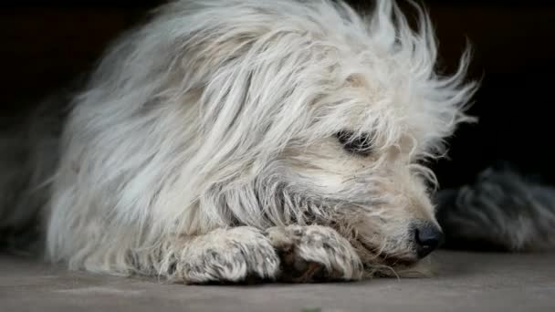 Engraçado encaracolado pequeno cão branco na natureza . — Vídeo de Stock